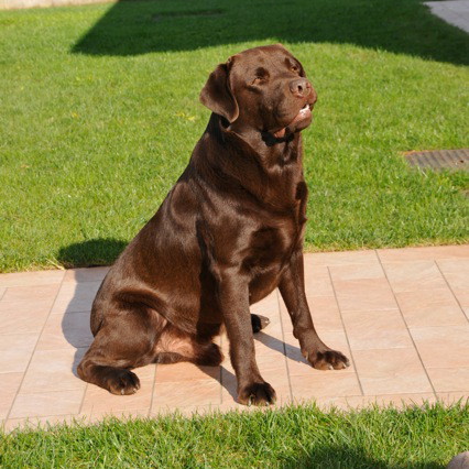 le migliori crocchette per labrador