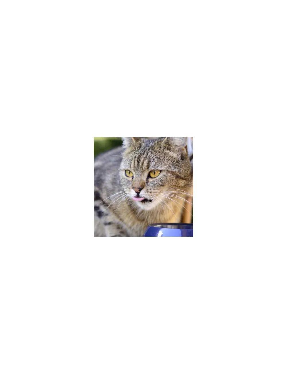 Cat Chicken (4Kg) le migliori crocchette per gatti