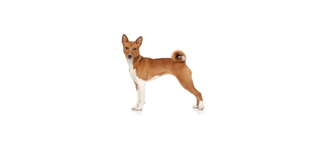 Le Migliori Crocchette per Basenji |Dogbauer.it
