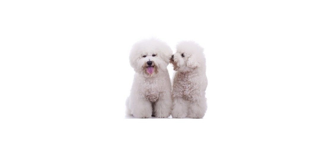 Le Migliori Crocchette per il Bichon Frisé