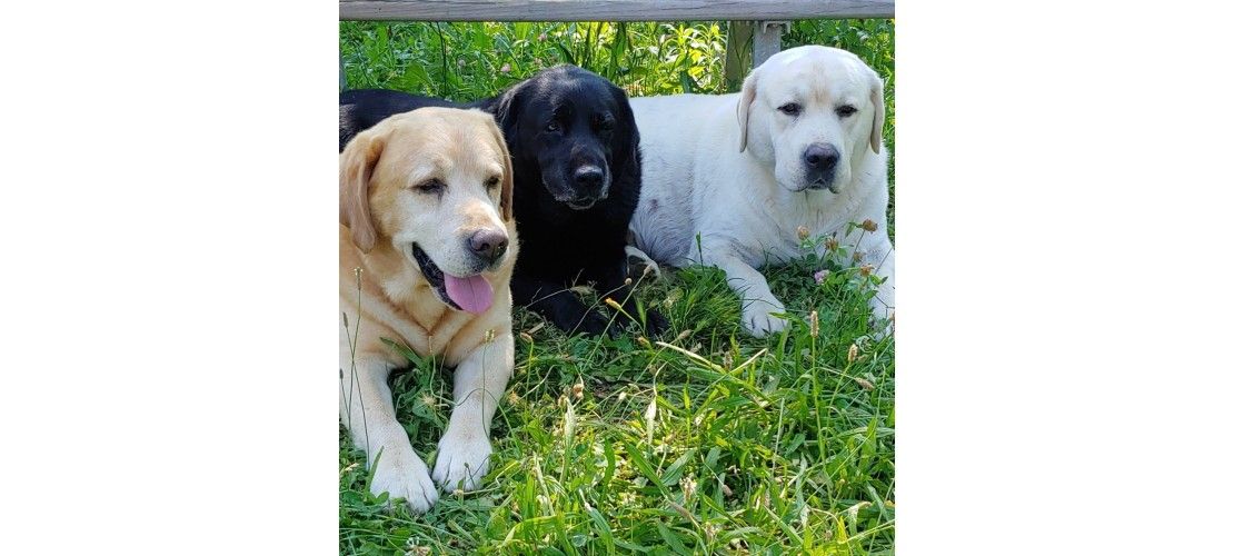 Labrador Retriever