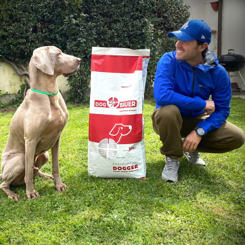 Weimaraner