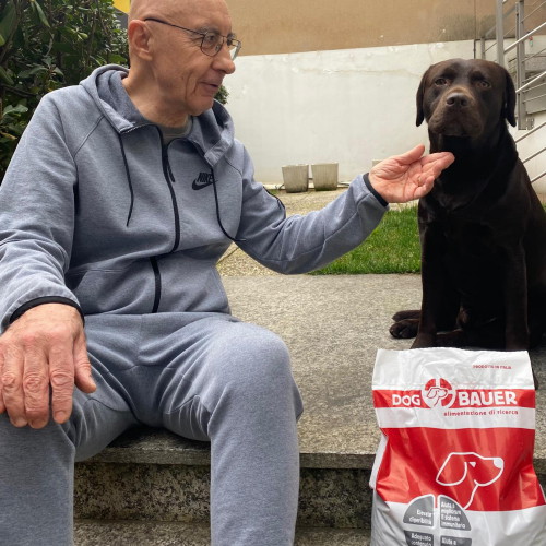 Labrador Chocolate