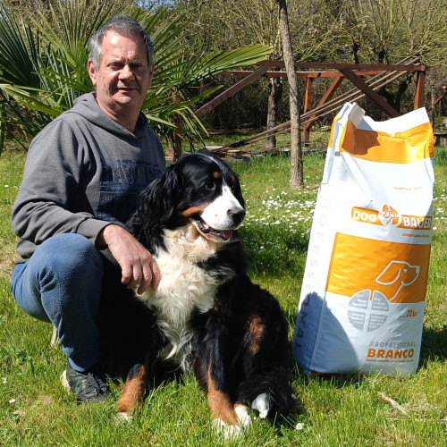 Bovaro del Bernese