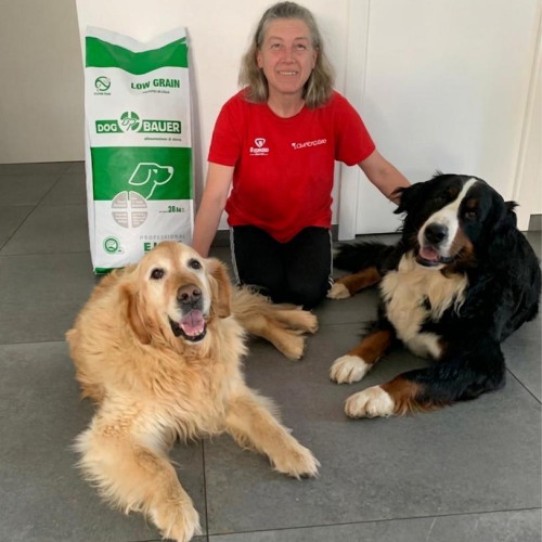 Golden Retriever e Bovaro del Bernese