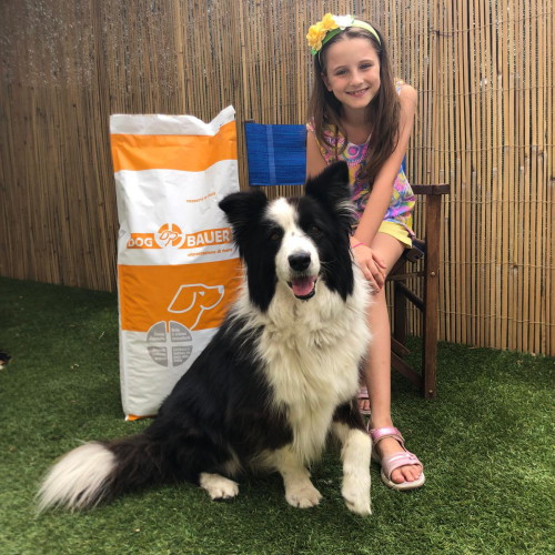 Border Collie