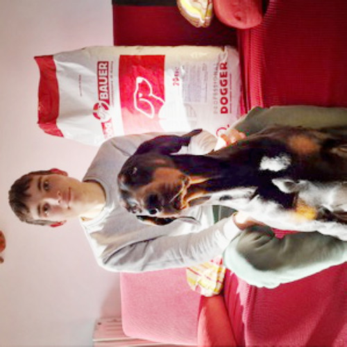 Dobermann