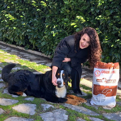 Bovaro del Bernese