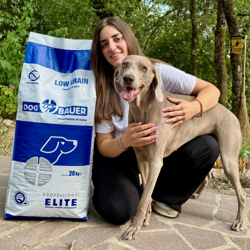 Weimaraner