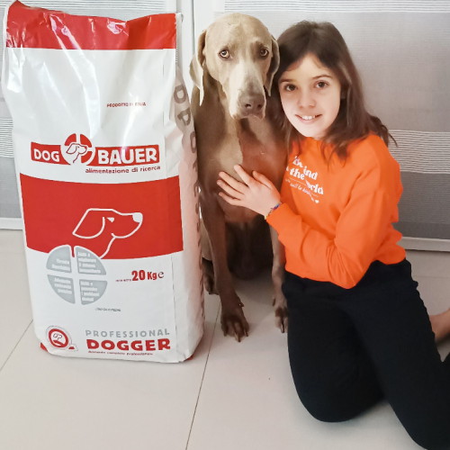 Weimaraner