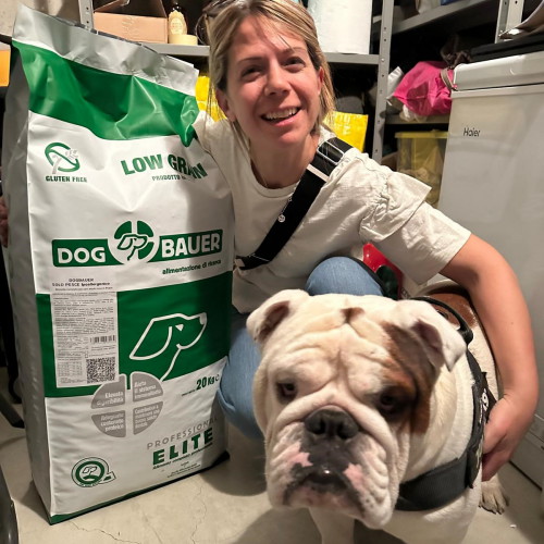Bulldog Inglese