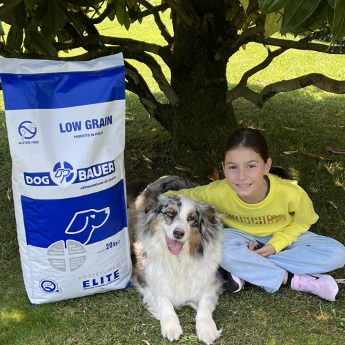 Australian Shepherd