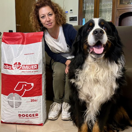 Bovaro del Bernese