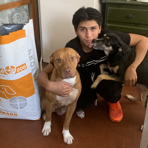 Pitbull e Meticcio