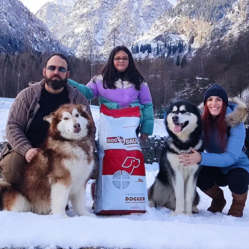 Alaskan Malamute