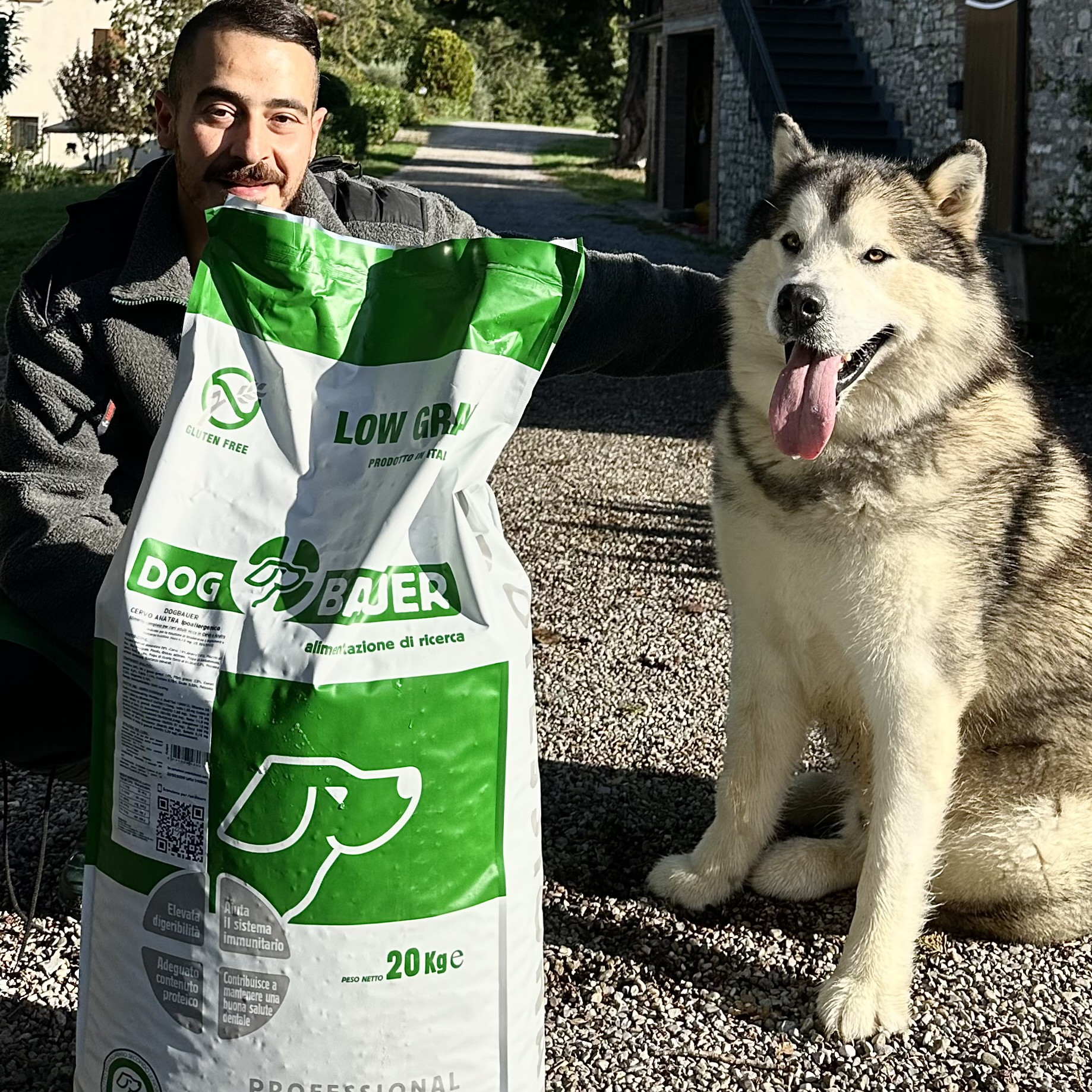Alaskan Malamute