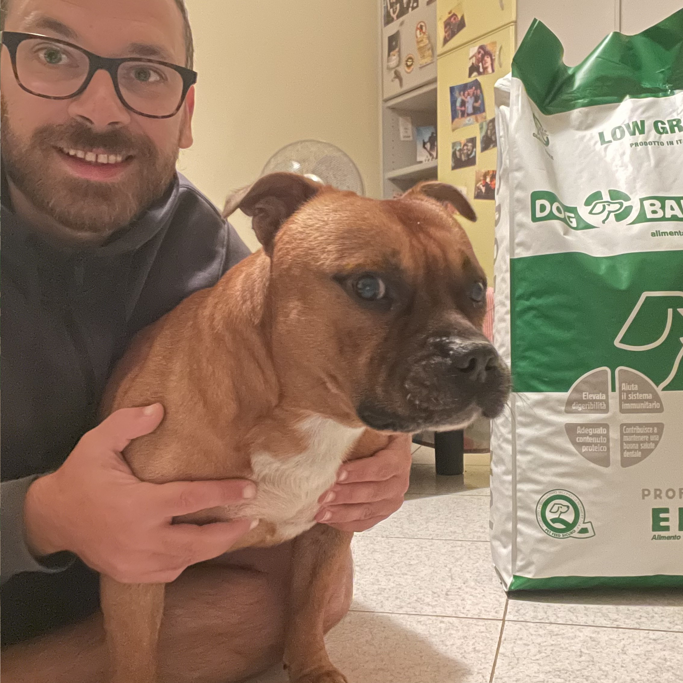 Staffordshire Bull Terrier