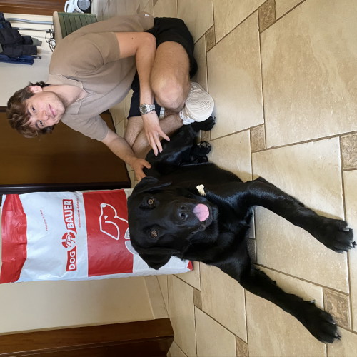 Labrador Nero