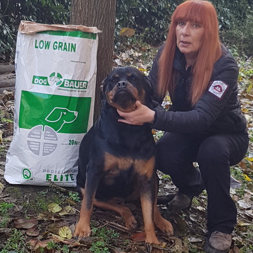 Rottweiler