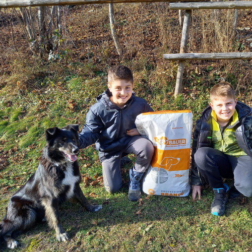 Border Collie/Lupo