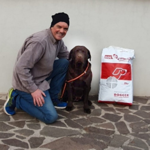 Labrador Marrone