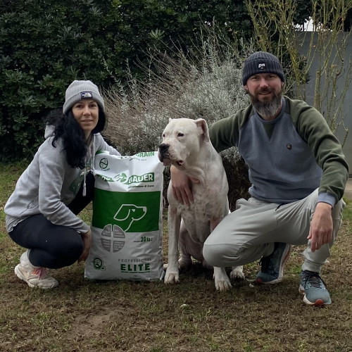 Dogo Argentino