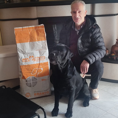 Labrador Retriever Nero