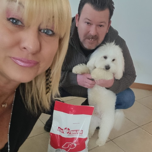 Maltese