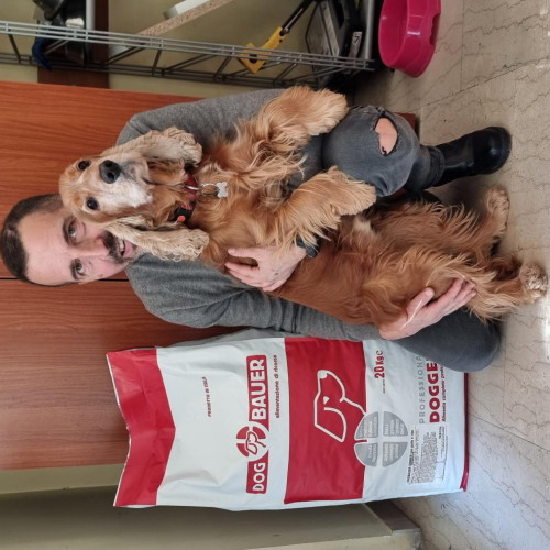 Cocker Spaniel