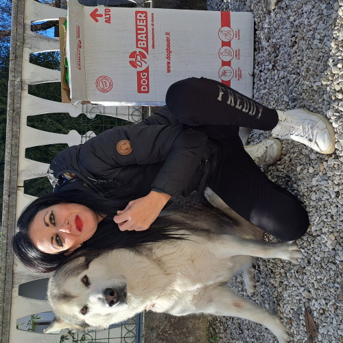 Alaskan Malamute