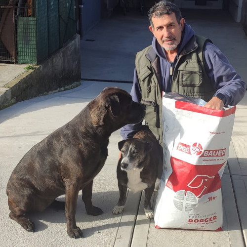 Cane Corso