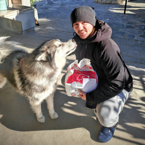 Alaskan Malamute