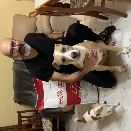 American Staffordshire Terrier