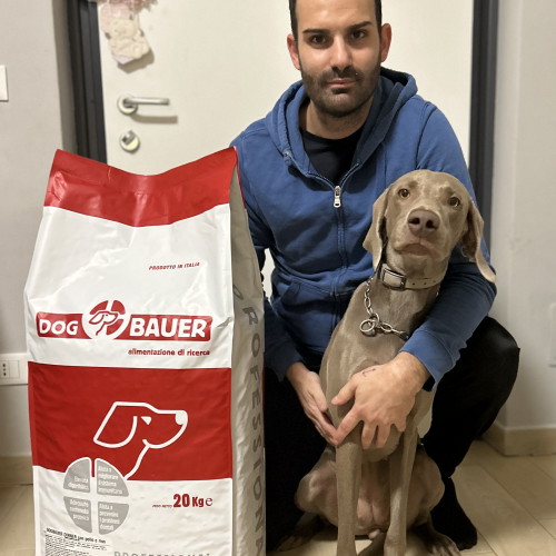 Weimaraner