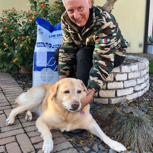 Labrador Retriever Anziano