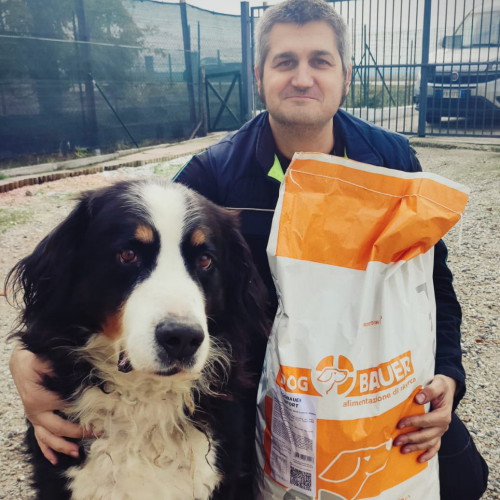 Bovaro del bernese