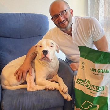 Dogo Argentino