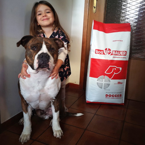 American Staffirdshire Terrier