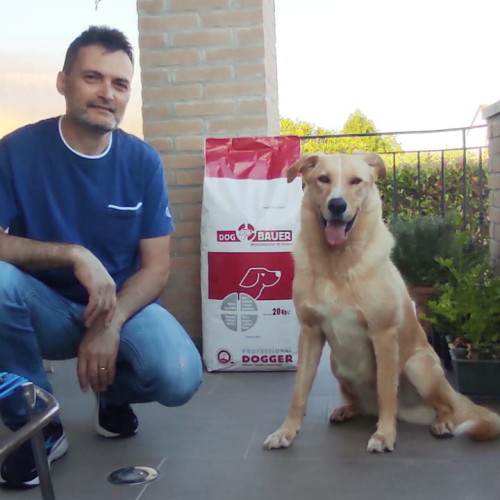Labrador/Pastore