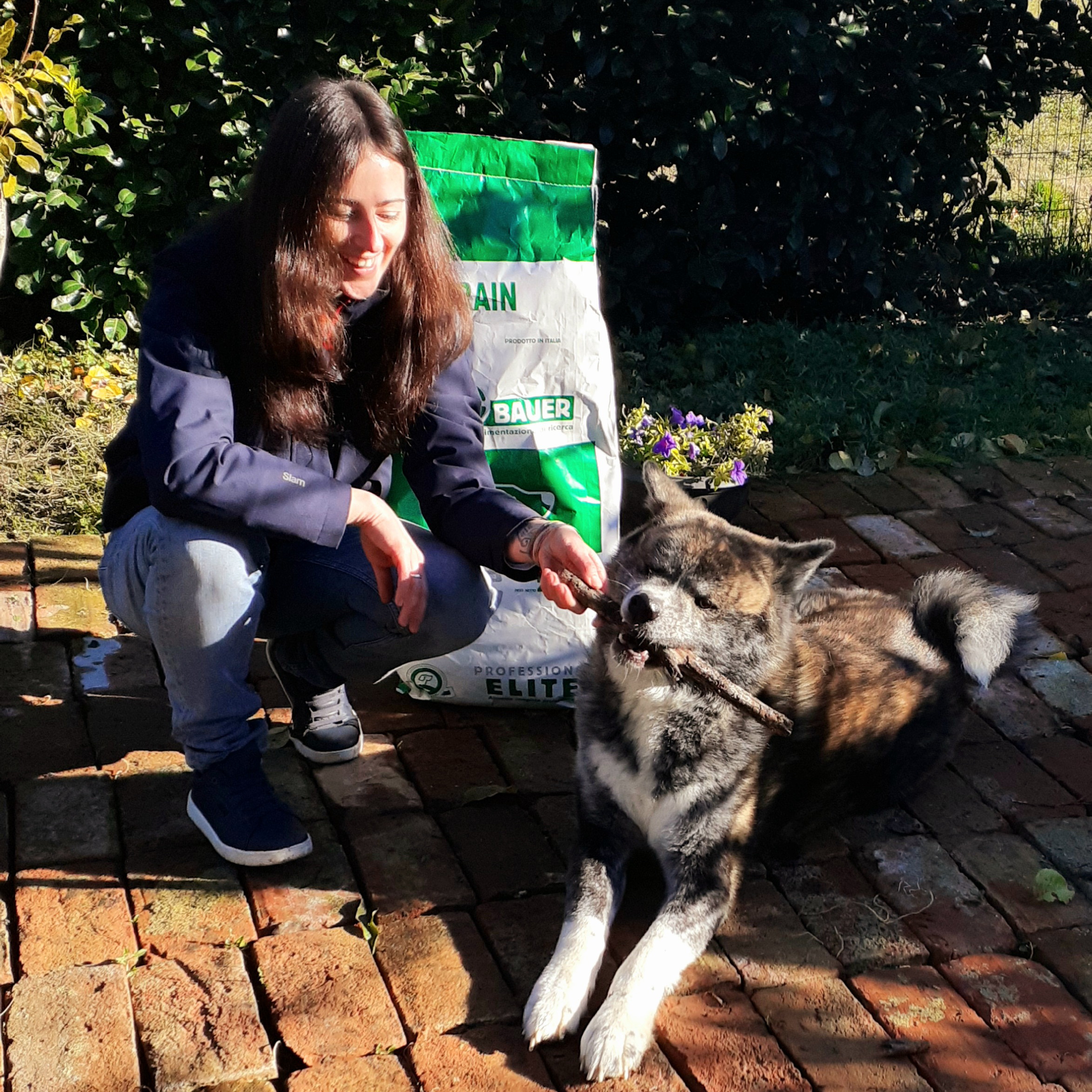 Akita Inu Tigrato