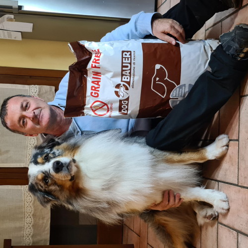 Australian Sheoherd
