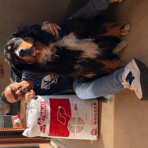 Bovaro del Bernese Inglese