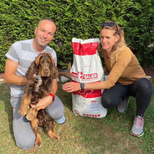 Cocker Spaniel Inglese