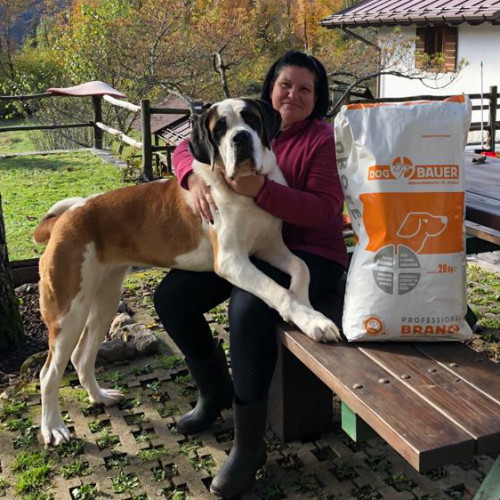 Cane di San Bernardo a Pelo Corto