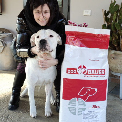 Dogo Argentino