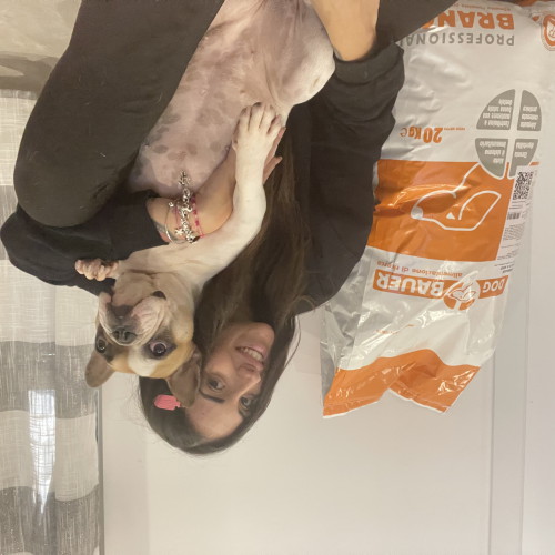 Bouledogue Francese