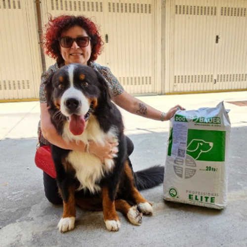 Bovaro del Bernese