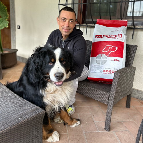 Bovaro del Bernese