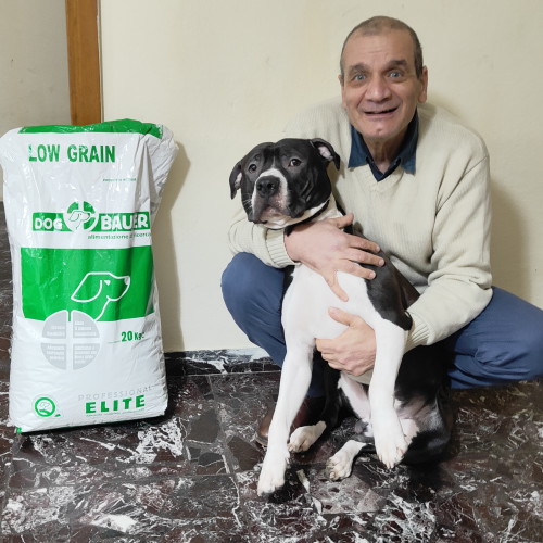 American Staffordshire Terrier