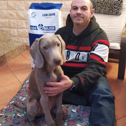 Weimaraner cucciolo